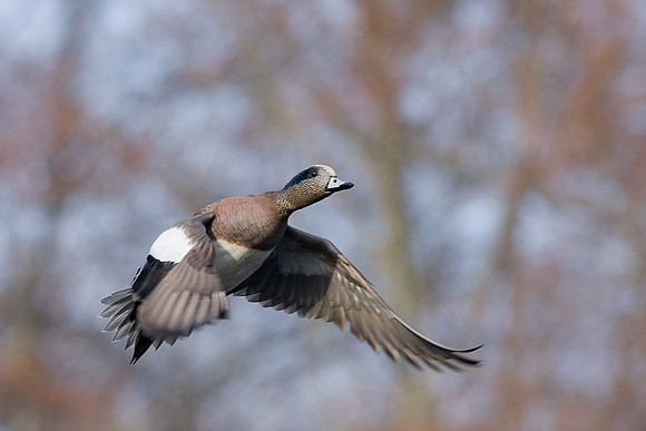 WNFL00643-Widgeon-Duck