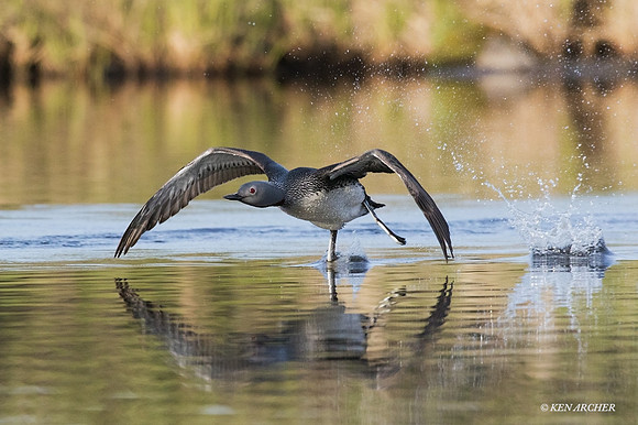 NMRL01477 - Red-throated Loon