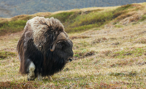 NMMO02390 - Musk Ox
