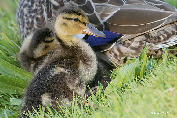 MDLG00502 - Mallard Duckling