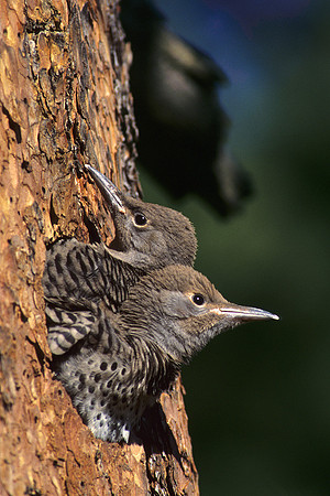 Red-shafted Flicker Chicks