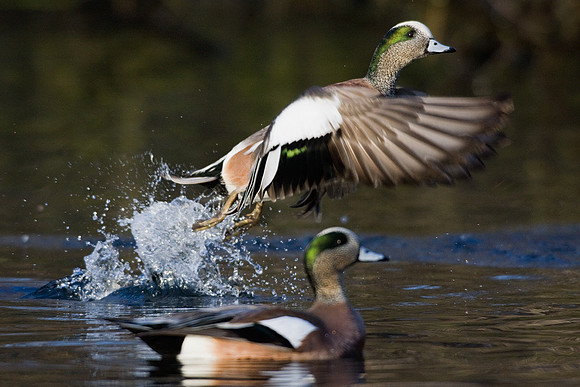 American Widgeon Ducks - WNFL01587