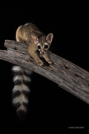RTCT00015 - Ring-tailed Cat