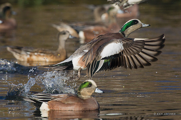 WNFL03763 - American Wigeon