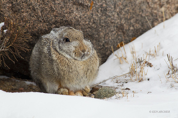 CTRB00082 - Cottontail Rabbit