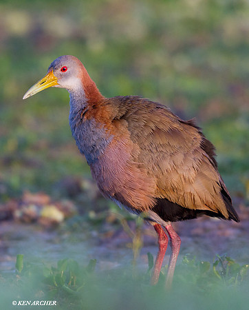 Giant Wood Rail - ARSB00148