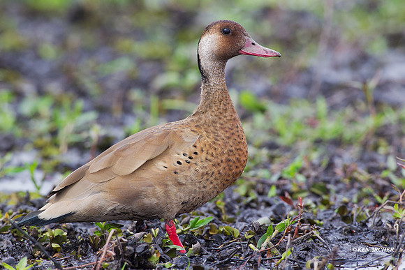 Brazilion Duck - ARWF00141