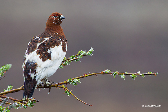 Willow Ptarmigan - NMWP00421