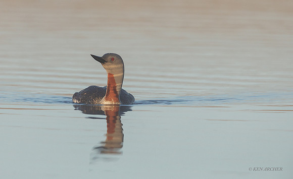 NMRL02247 - Red-throated Loon