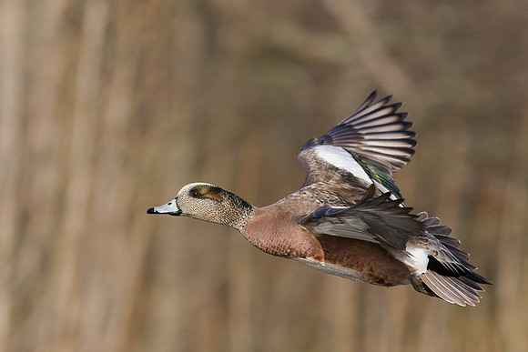 American Widgeon Duck - WNFL00586