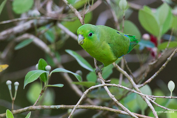 Blue-winged Parrotlet - ARBD01619