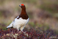 Willow Ptarmigan - NMWP00111