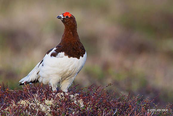 Willow Ptarmigan - NMWP00111