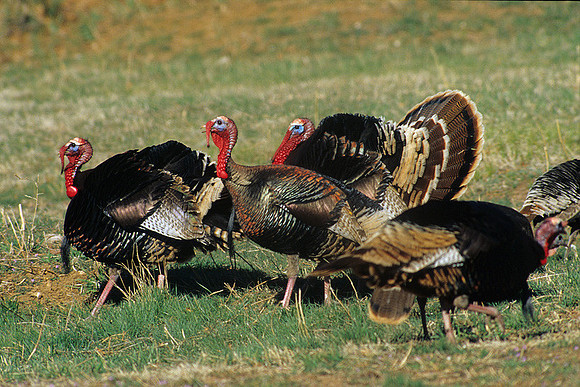 MMTY440777 Merriam's Tom Turkeys