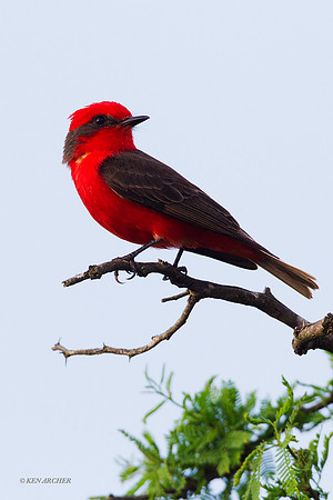 Vermilion Flycatcher - ARBD01176