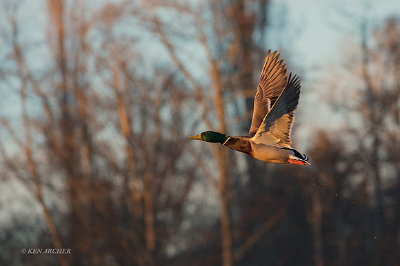 MDFL05627 - Mallard Duck