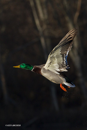 MDFL05004 - Mallard Duck