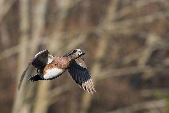 WNFL00605-Widgeon-Duck