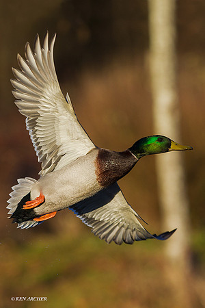 MDFL05175 _ Mallard Duck