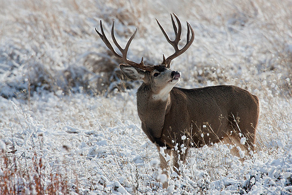 MLDR01050-Mule-Deer