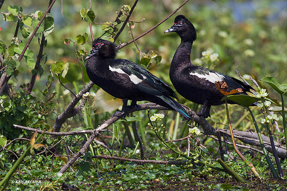 Muscovey Duck - ARWF00079