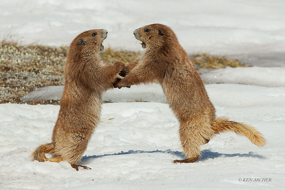 OLMT00110 - Olympic Marmot