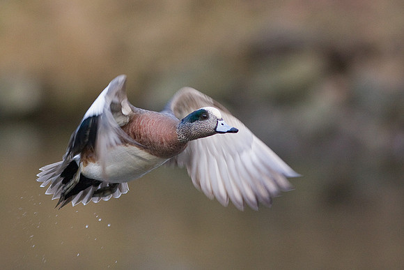 WNFL00563-Widgeon-Duck