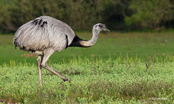 Greater - Rhea ARBD00784