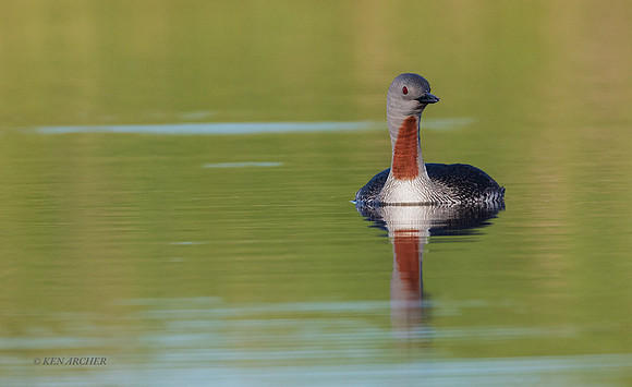 NMRL01976 - Red-throated Loon