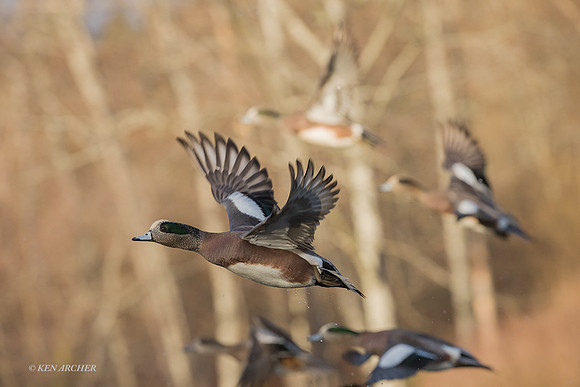WNFL04497 - American Wigeon