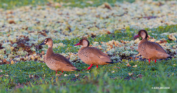 Brazilion Duck - ARWF00119