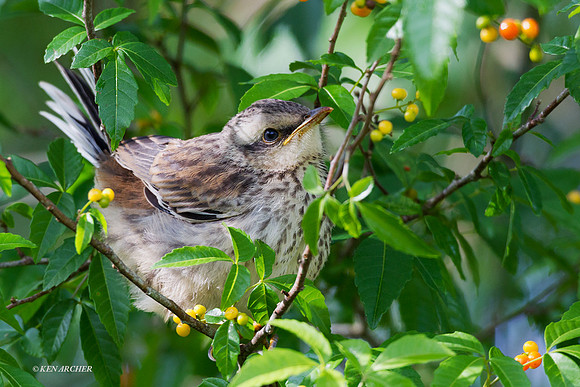 Young Mockingbird - ARBD01360