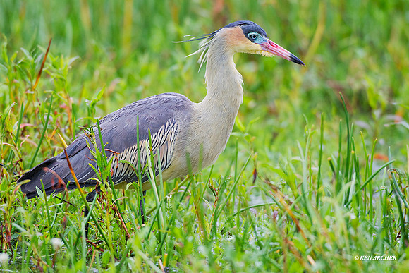 Whistling Heron - ARSB01083