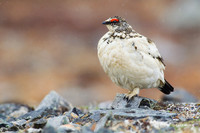 NMRM00343 - Rock Ptarmigan