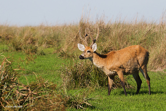 Marsh Deer - ARML00097