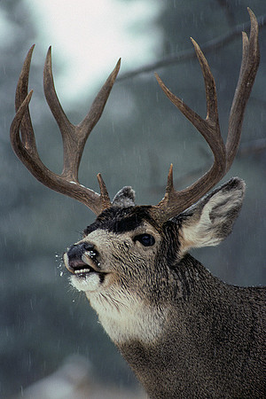 MUDR481227 Mule Deer Buck Flemen