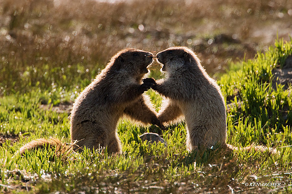 OMT00265 - Olympic Marmot