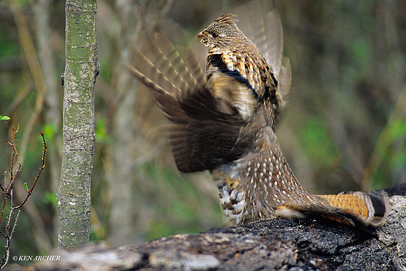 Ruffed Grouse, Courtship Display - RDGR010202