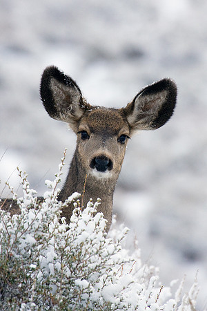 MLDR00090-Mule-Deer
