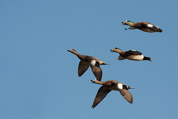 WNFL01522-American-Widgeon-Duck