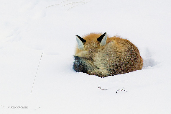 RFWR00907 - Red Fox