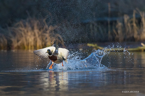 MDFL05383 - Mallard Duck