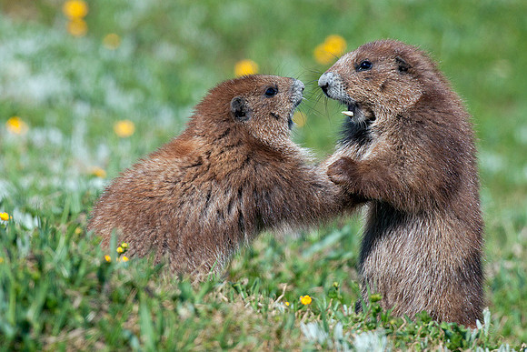 Olympic Marmot - OLMT00005