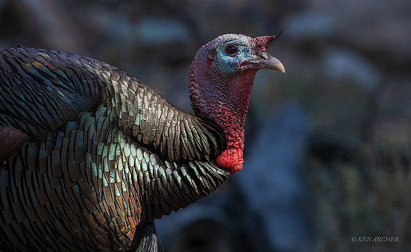 AZMT00123 - Merriam's Turkey