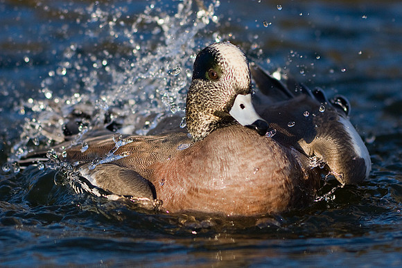 WN00030-American-Widgeon