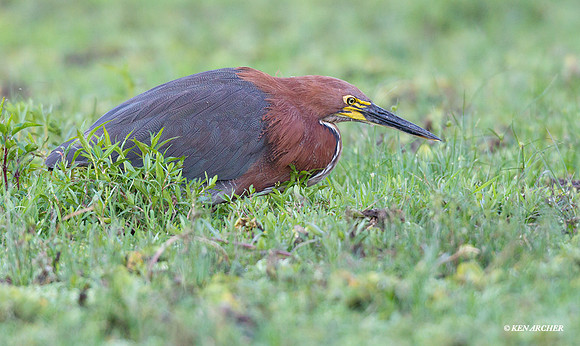 Refescent Tiger-heron - ARSB00082