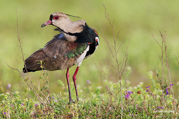 Southern Lapwing - ARSB00632