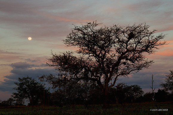 Ibera Marshes - ARLS00029