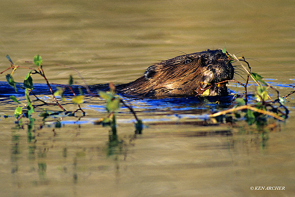 BVR430724 Beaver with Dam Material