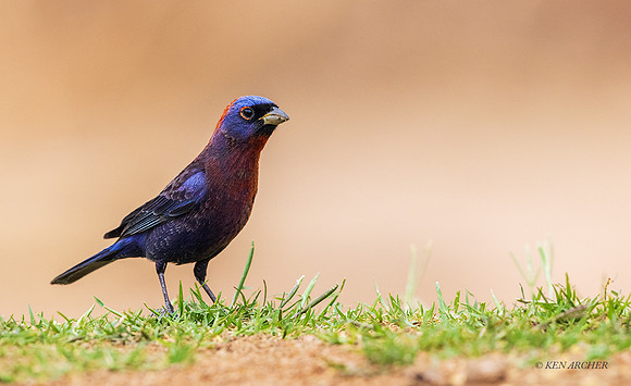 AZVB00027 - Varied Bunting